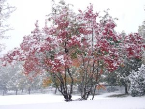 autumn-winter-photo